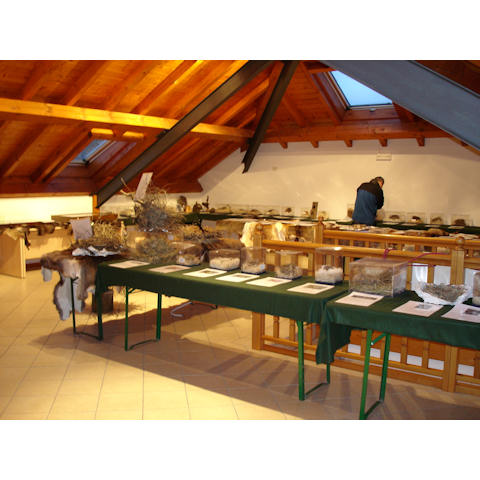 19 aprile 2005 - Mostra itinerante dei nidi e delle tracce di proprietà della Riserva di caccia di Forno di Zoldo, organizzata a Santa Giustina a cura dell'A.C.B.