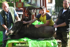 Giuseppe Billò, Ermes Moret e Antonio Carelle della Riserva di Alano di Piave con un cinghiale di 150 kg (4 anni) trovato durante un controllo notturno nel torrente Ornic, in località Fener.