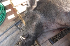 Un particolare del grosso cinghiale trovato a Fener.