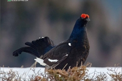 Copertina - Gallo forcello, Ariondo Schiocchet