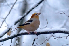 Novembre - Frosone, Claudio Ghizzo