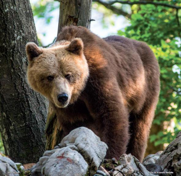 Gennaio - Orso bruno, Evandro Bertelle