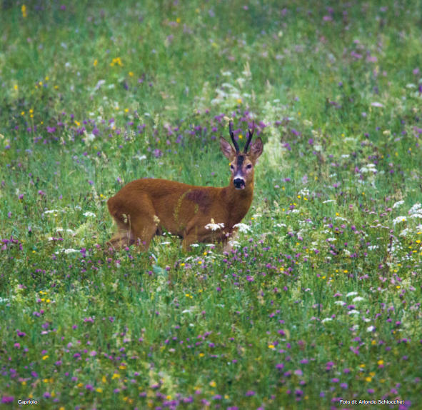 Giugno - Capriolo, Ariondo Schiocchet