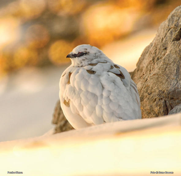 Novembre - Pernice bianca, Bruno Bressan