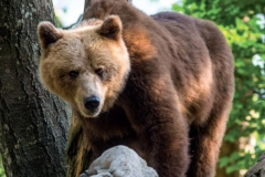 Gennaio - Orso bruno, Evandro Bertelle