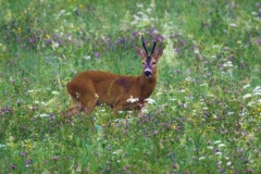 Giugno - Capriolo, Ariondo Schiocchet