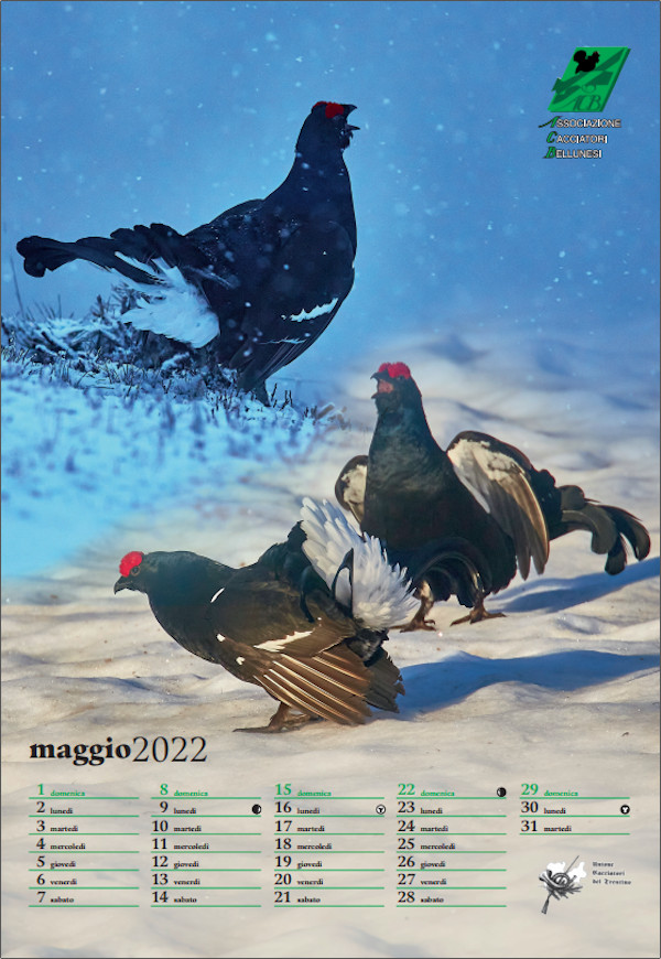 Maggio - Ariondo Schiocchet, gallo forcello