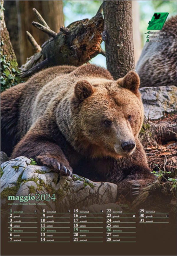 Maggio - Evandro Bertelle, orso bruno