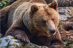 Maggio - Evandro Bertelle, orso bruno