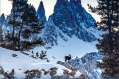 Dicembre - Claudio Ghizzo, camoscio
