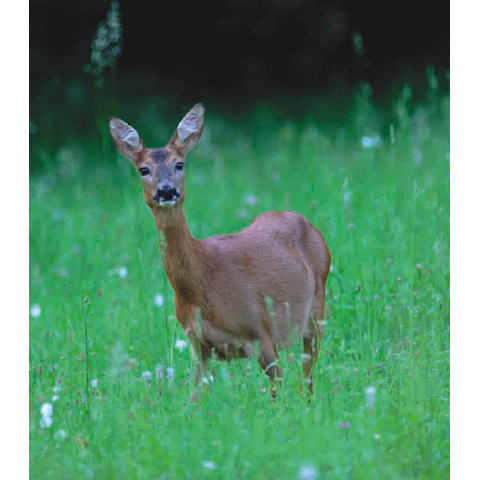 Il capriolo - Maggio