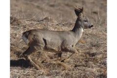 Il capriolo - Febbraio