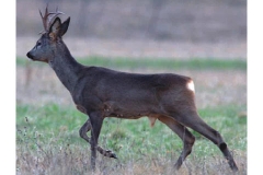 Il capriolo - Marzo