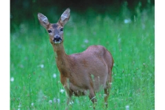 Il capriolo - Maggio