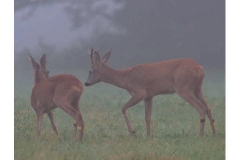 Il capriolo - Agosto