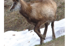 Il capriolo - Marzo