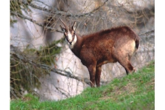 Il capriolo - Maggio