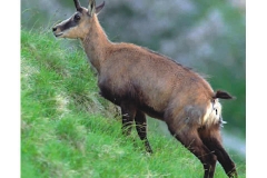 Il capriolo - Giugno