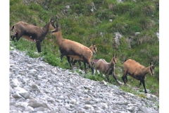 Il camoscio - Luglio