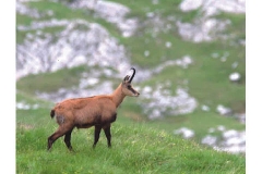 Il capriolo - Agosto