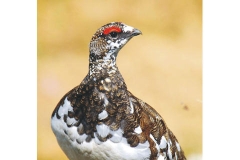 Copertina - Pernice bianca