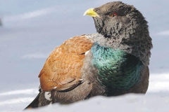 Gennaio - Gallo cedrone