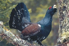 Agosto - Gallo cedrone