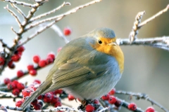 Dicembre - Pettirosso