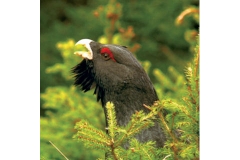 Copertina - Gallo cedrone, Romeo D'Isep
