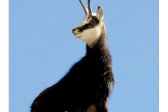 Febbraio - Camoscio, Ivan Carlin