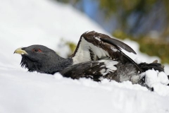 Dicembre - Gallo cedrone, Renato Grassi