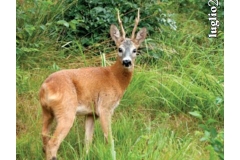 Luglio - Capriolo, Ivan Carlin