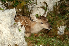 Gli animali di Matteo Venuti