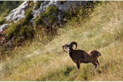 Gli animali di Matteo Venuti