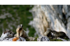 Gli animali di Matteo Venuti