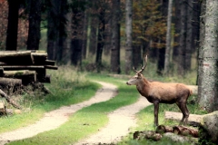 Gli animali di Matteo Venuti