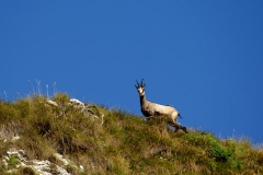 Gli animali di Matteo Venuti
