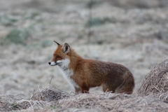 Gli animali di Matteo Venuti