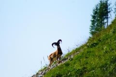 Gli animali di Matteo Venuti