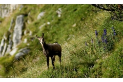 Gli animali di Matteo Venuti