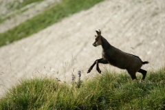 Gli animali di Matteo Venuti
