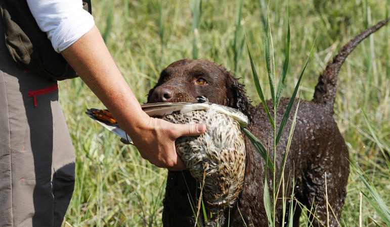 Cacciatore con cane