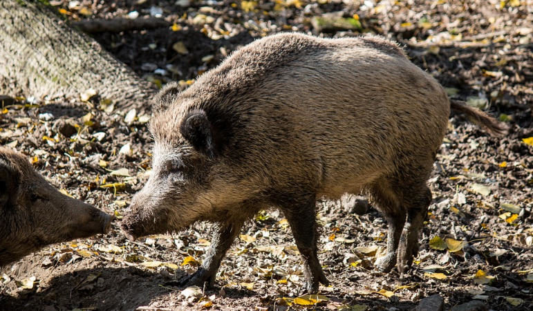 Cinghiale